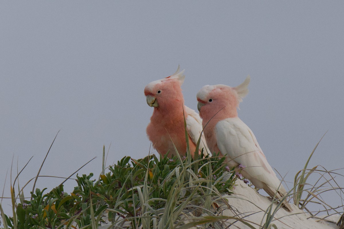 Pink Cockatoo - ML642199973