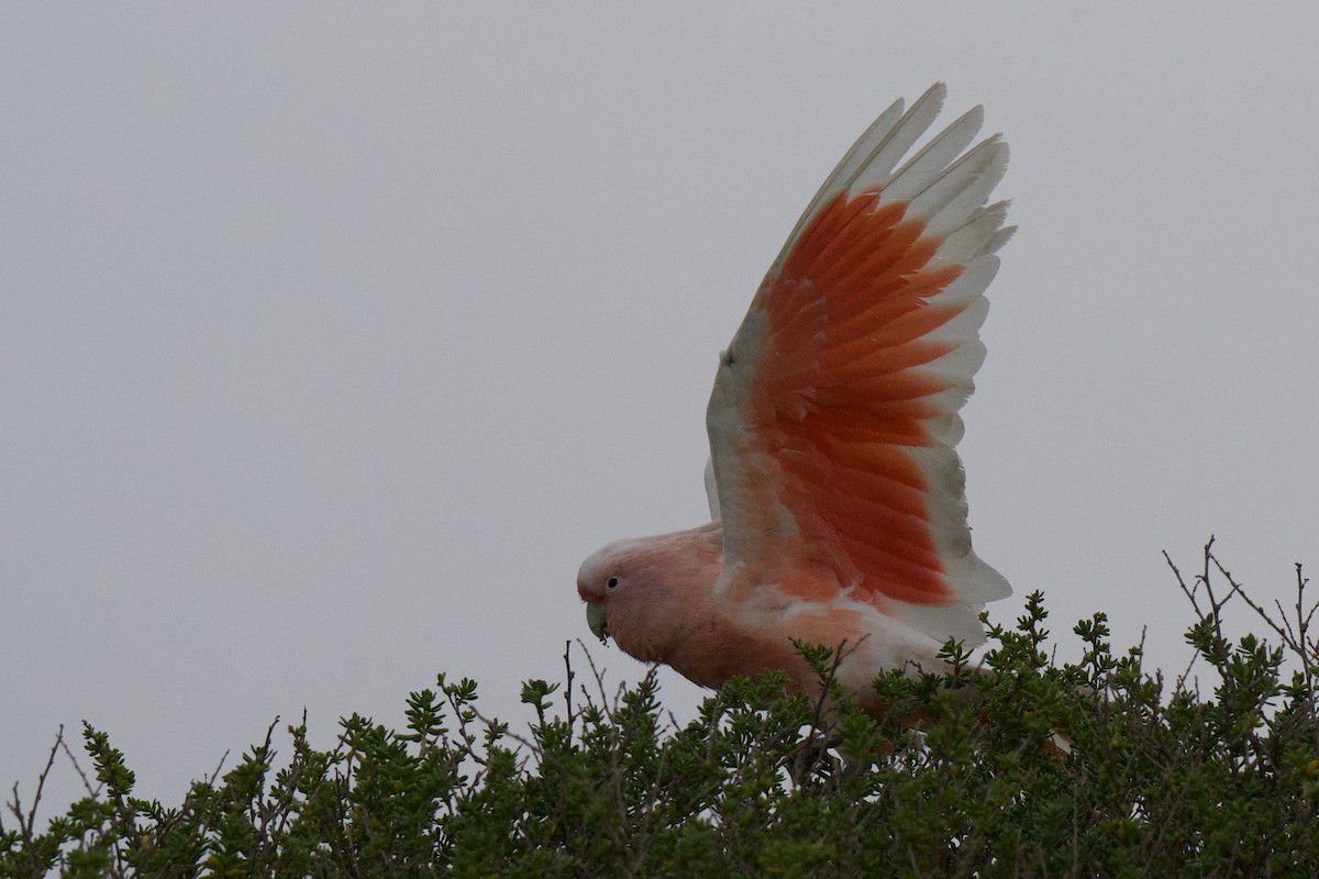 Pink Cockatoo - ML642199974