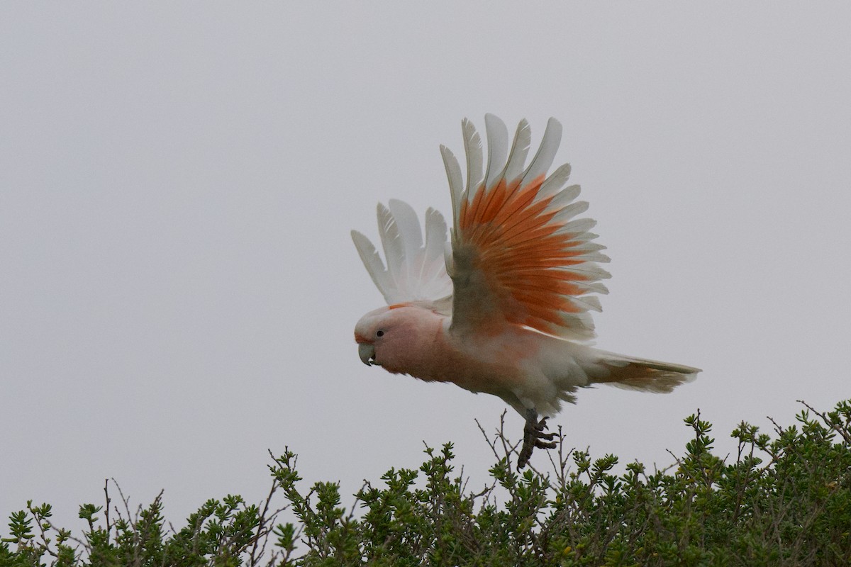 Pink Cockatoo - ML642199976