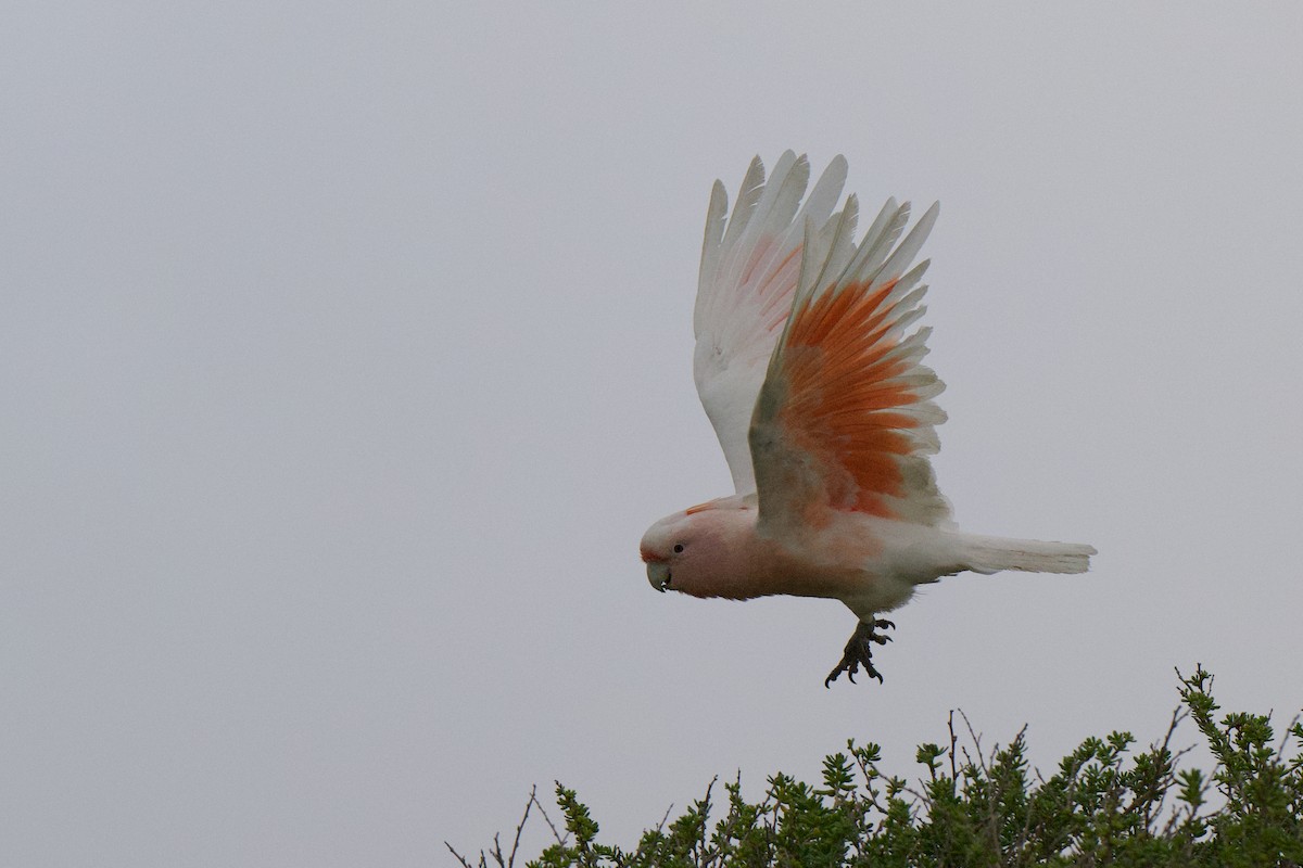 Pink Cockatoo - ML642199979