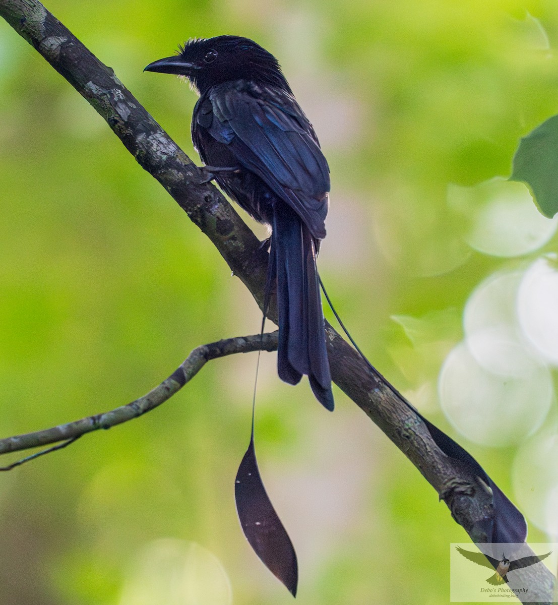 Greater Racket-tailed Drongo - ML642199981