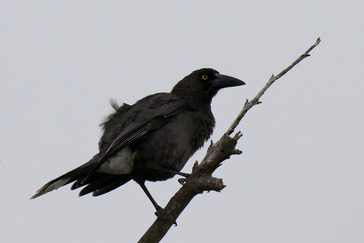 Gray Currawong - ML642199982