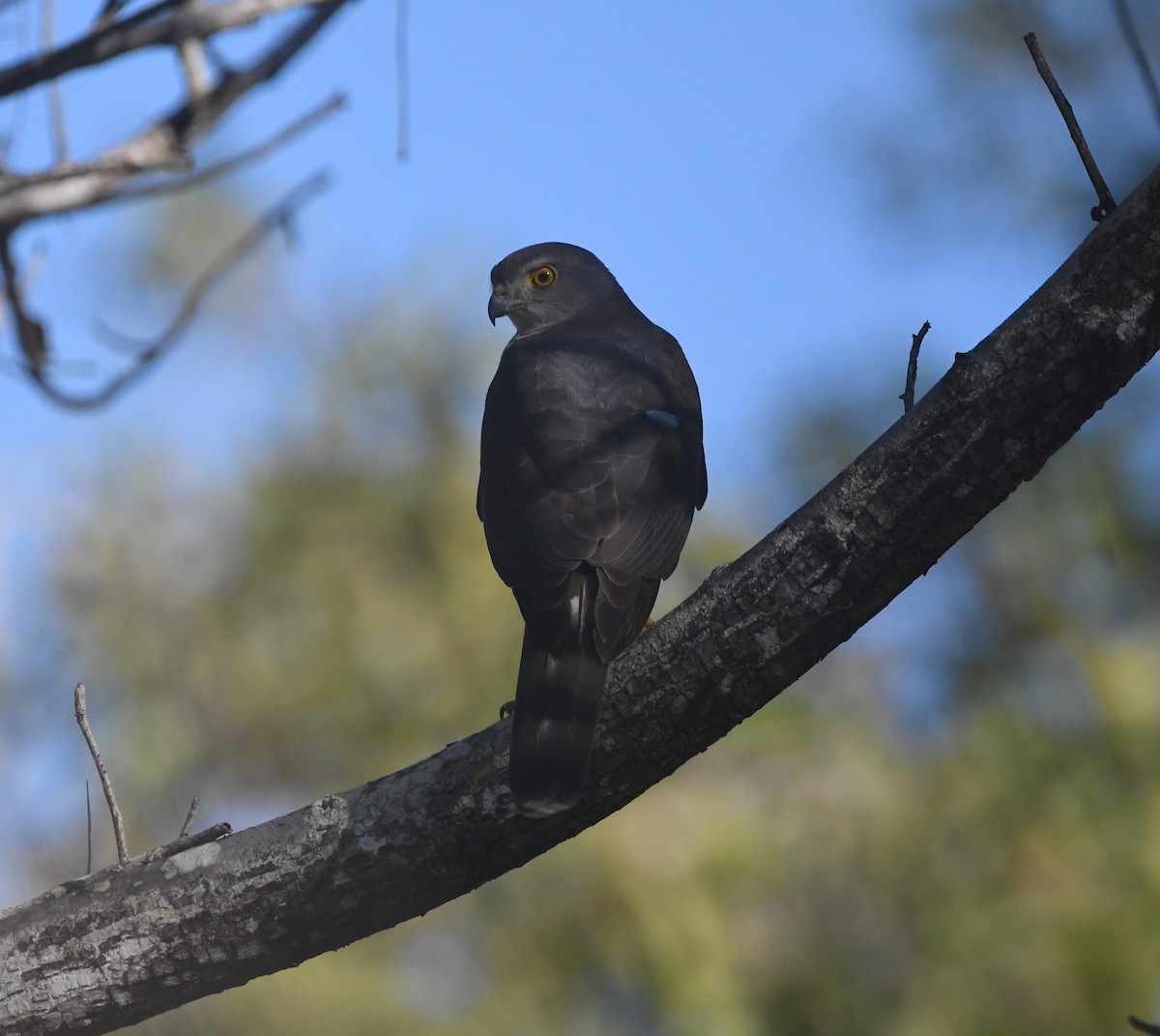 African Goshawk - ML642200020