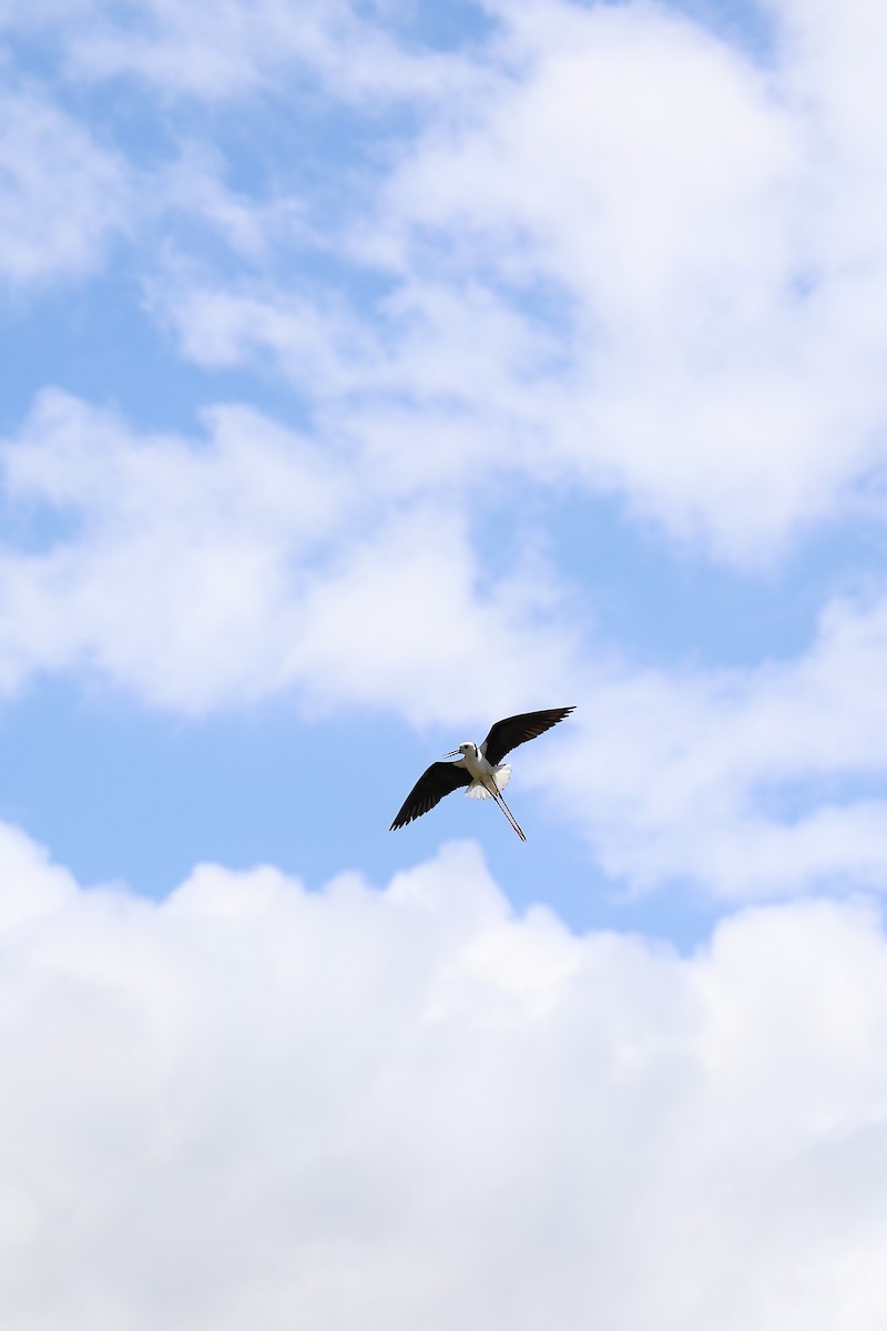 Pied Stilt - ML642200022