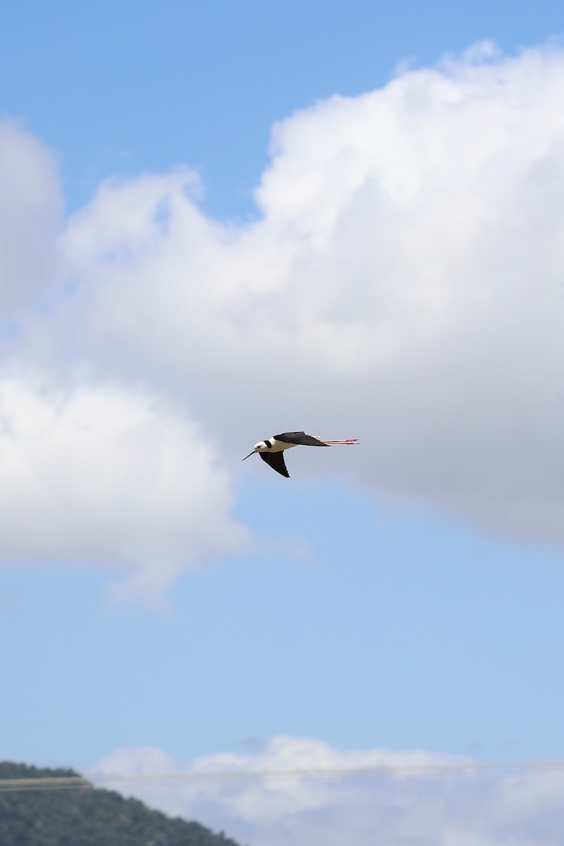 Pied Stilt - ML642200023