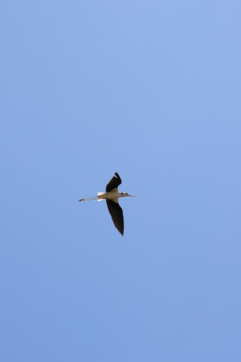 Pied Stilt - ML642200024