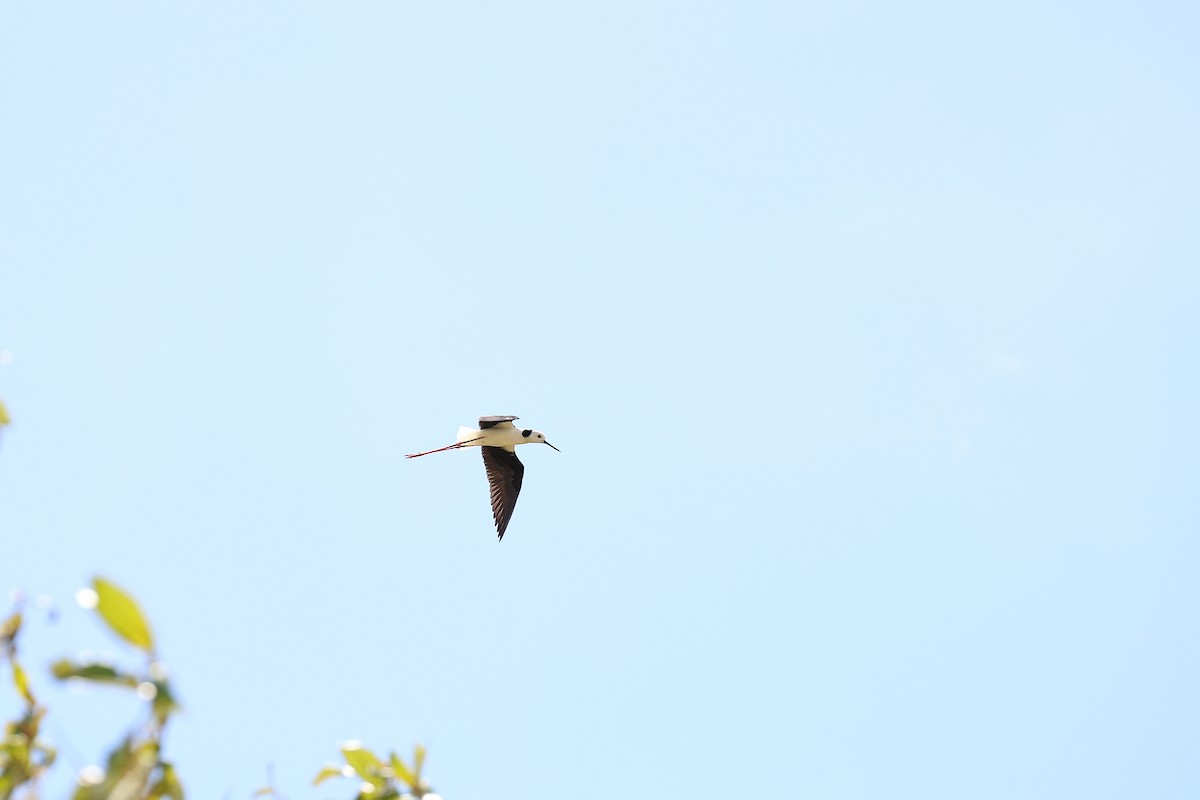 Pied Stilt - ML642200025