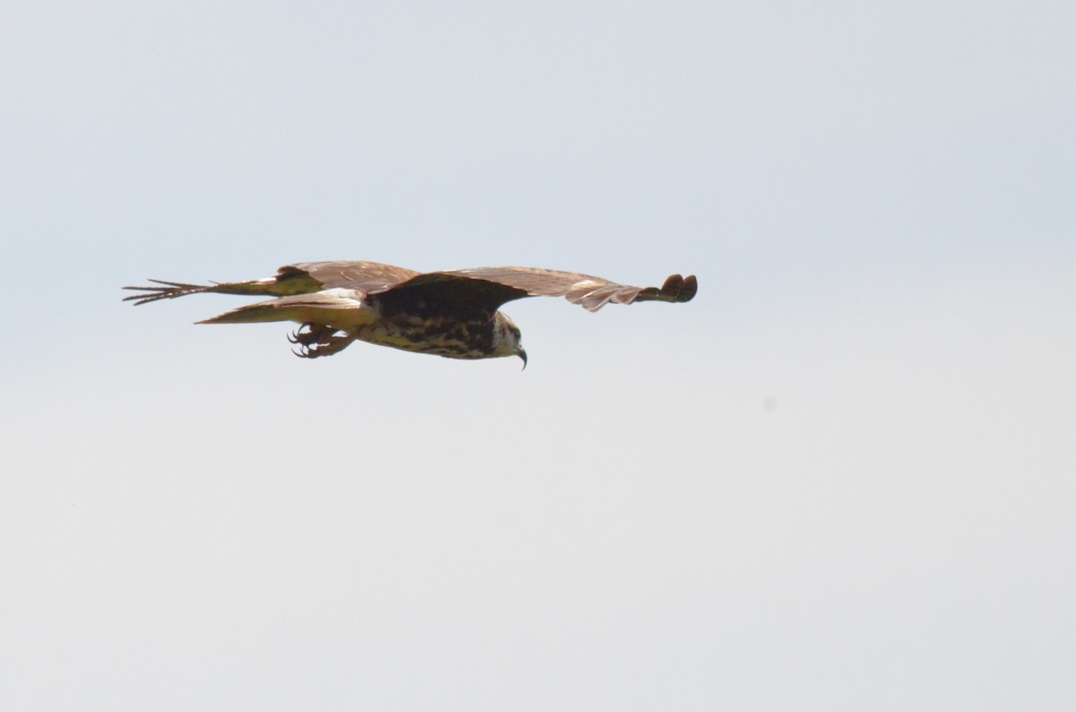 Snail Kite - ML642200026
