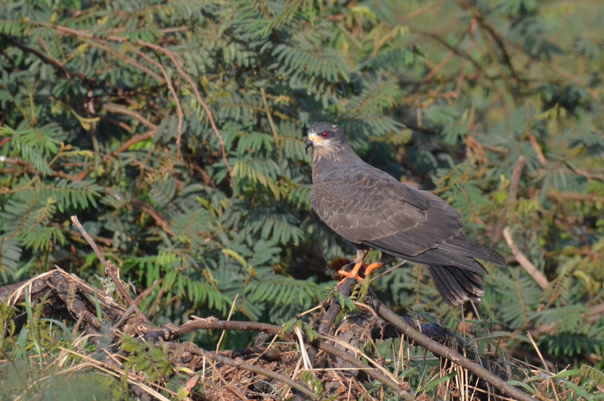 Snail Kite - ML642200027