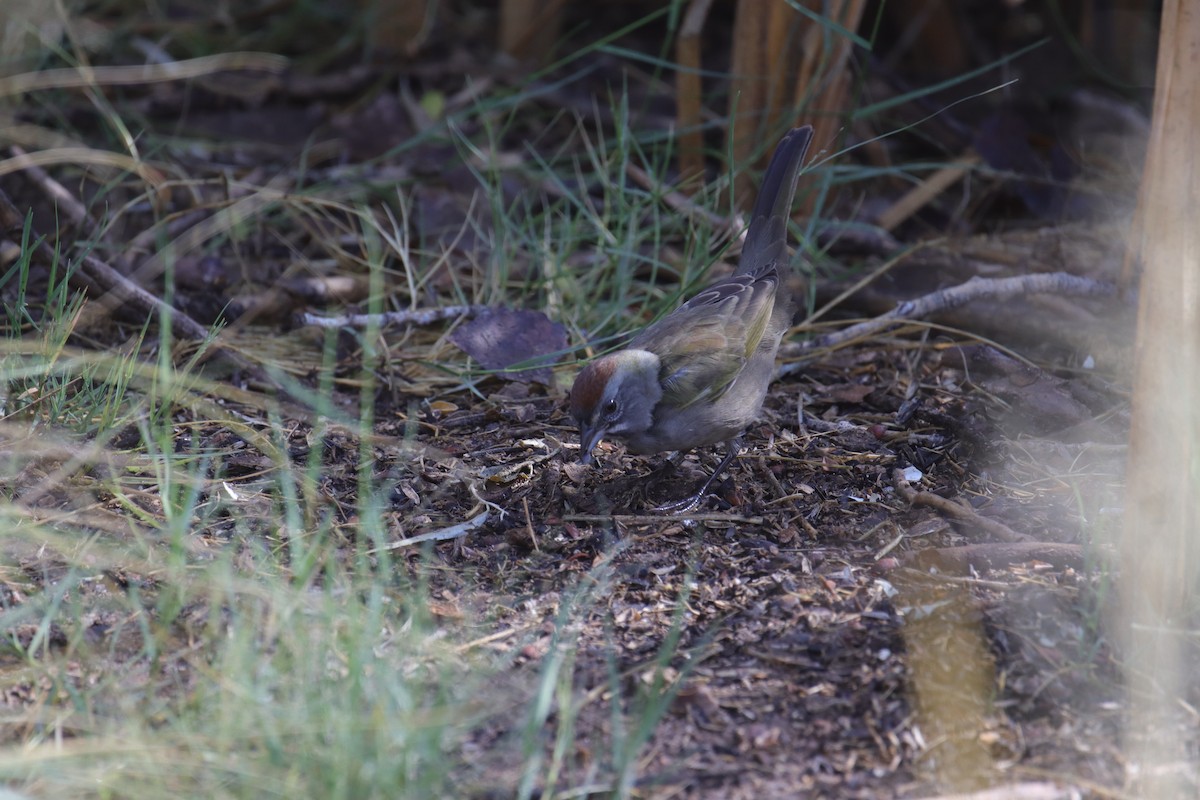 Green-tailed Towhee - ML642200030
