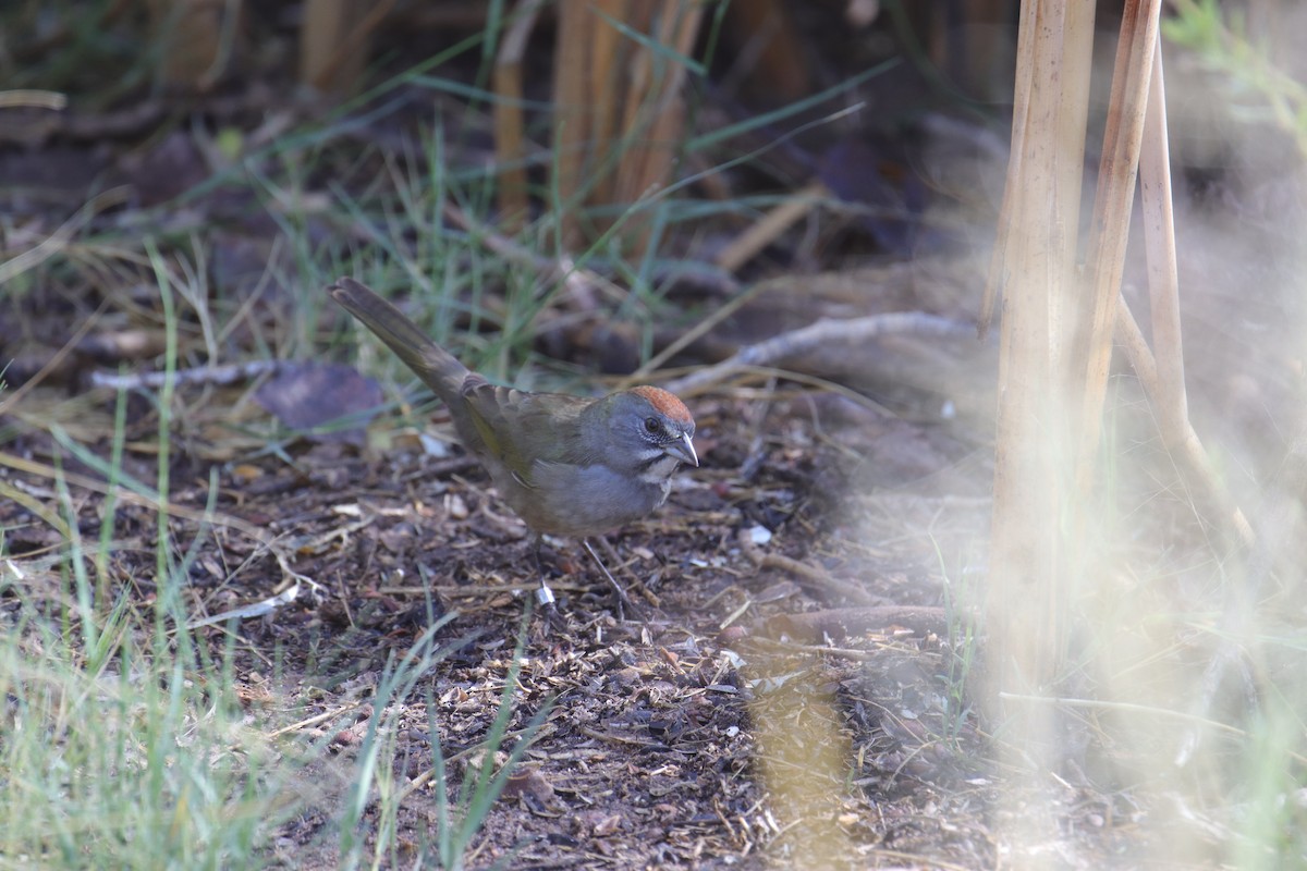 Green-tailed Towhee - ML642200031