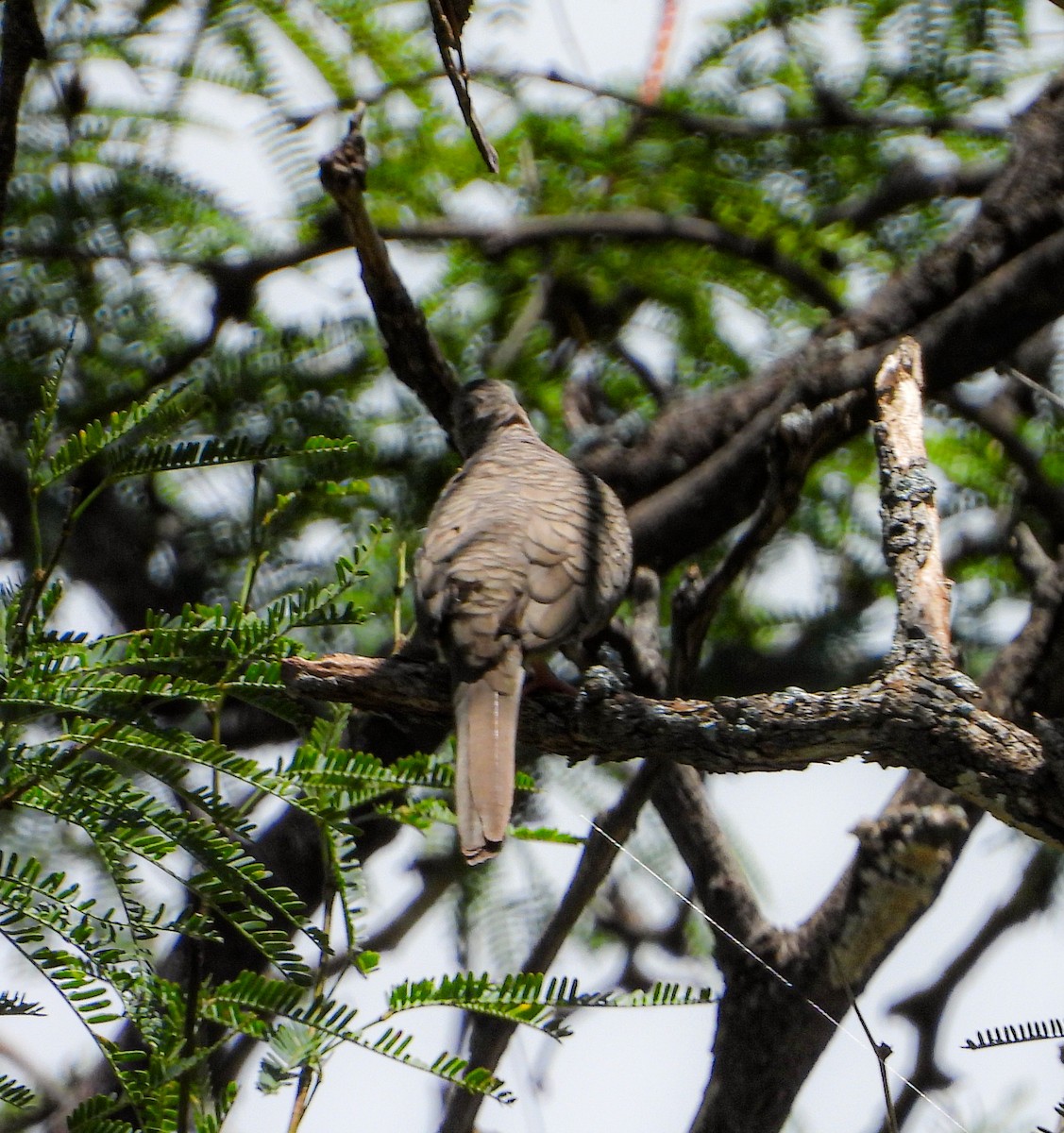 Inca Dove - ML642200036
