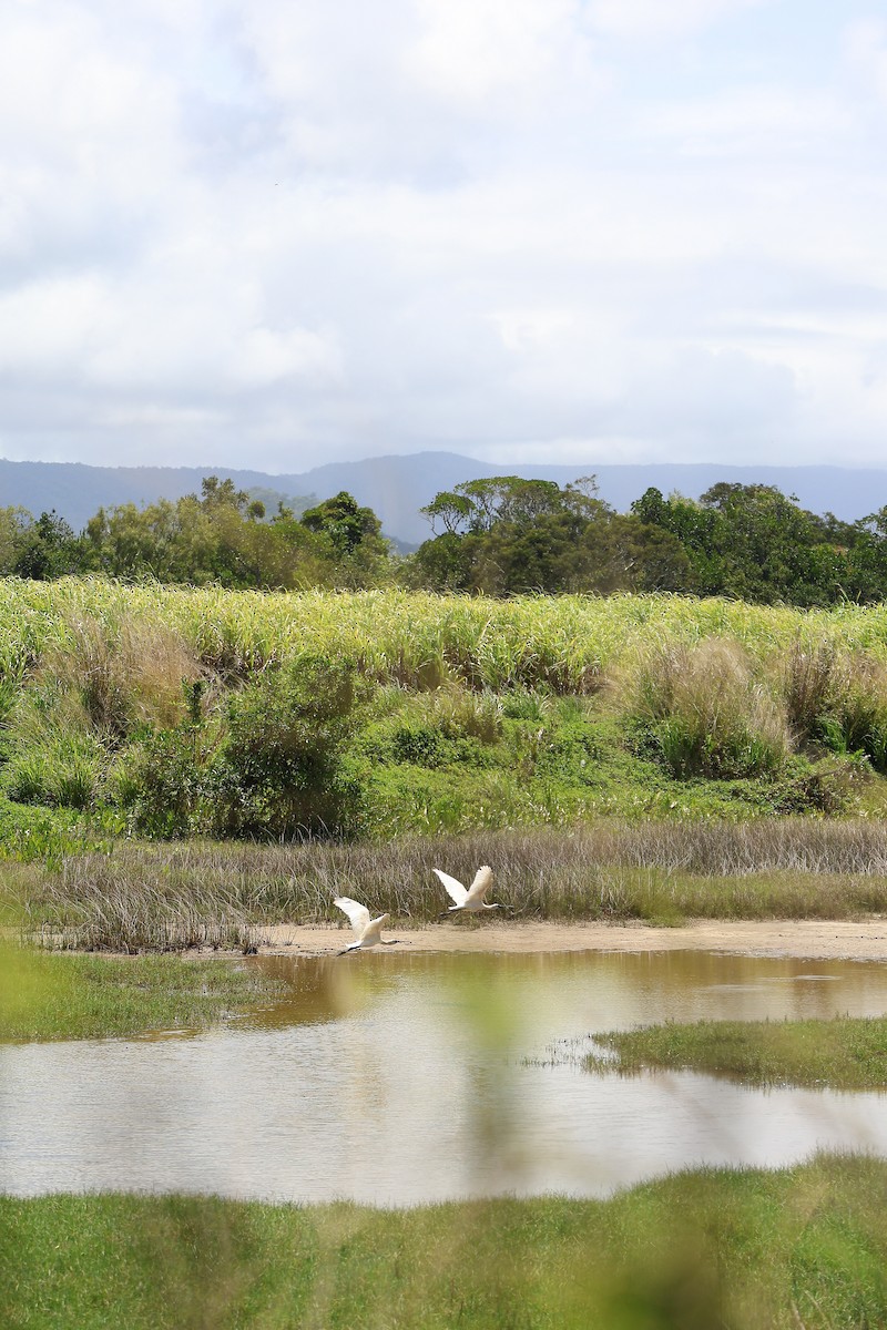 Royal Spoonbill - ML642200038