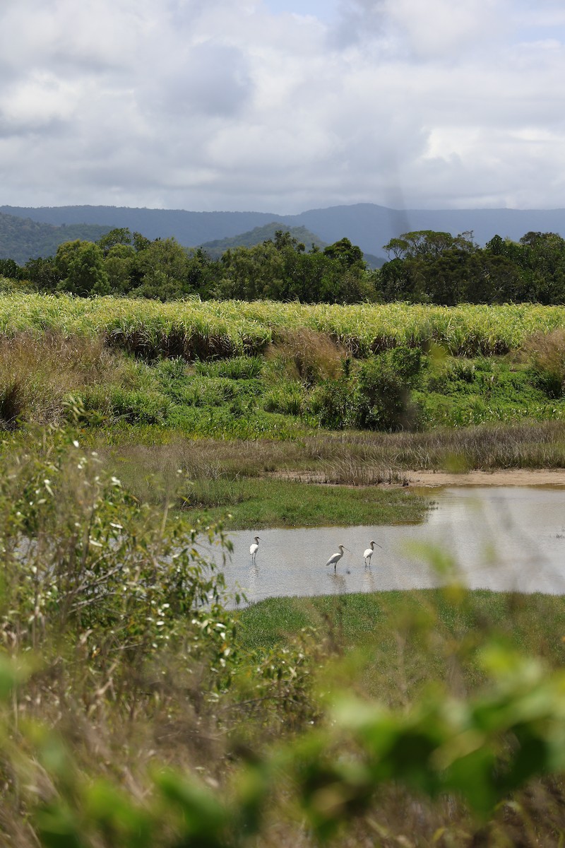 Royal Spoonbill - ML642200039