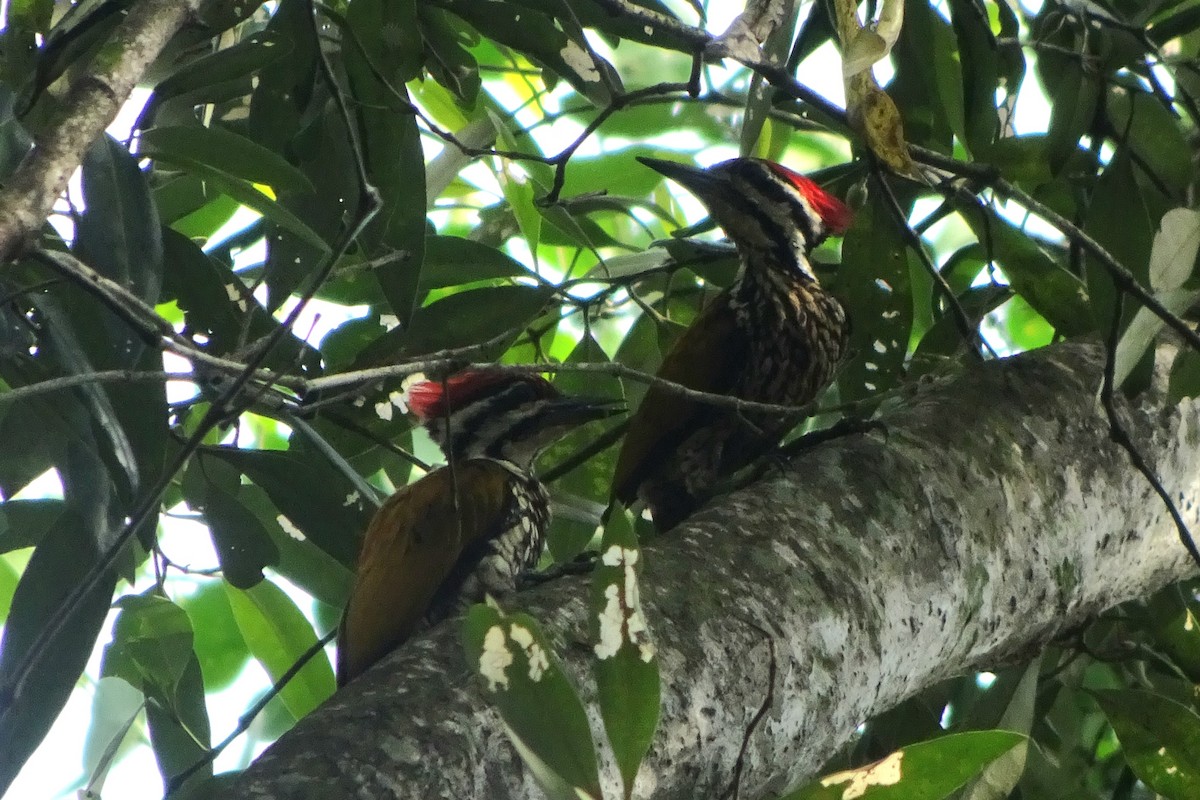 Common Flameback - ML642200040