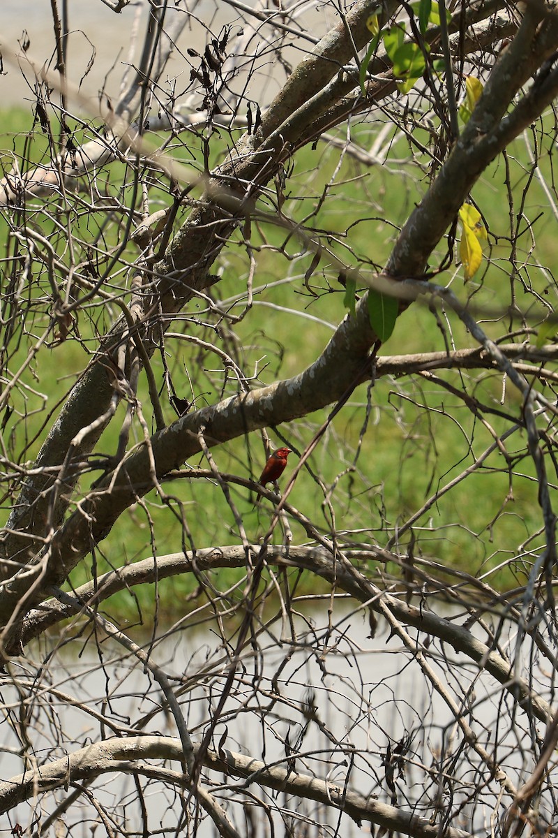 Crimson Finch - ML642200041