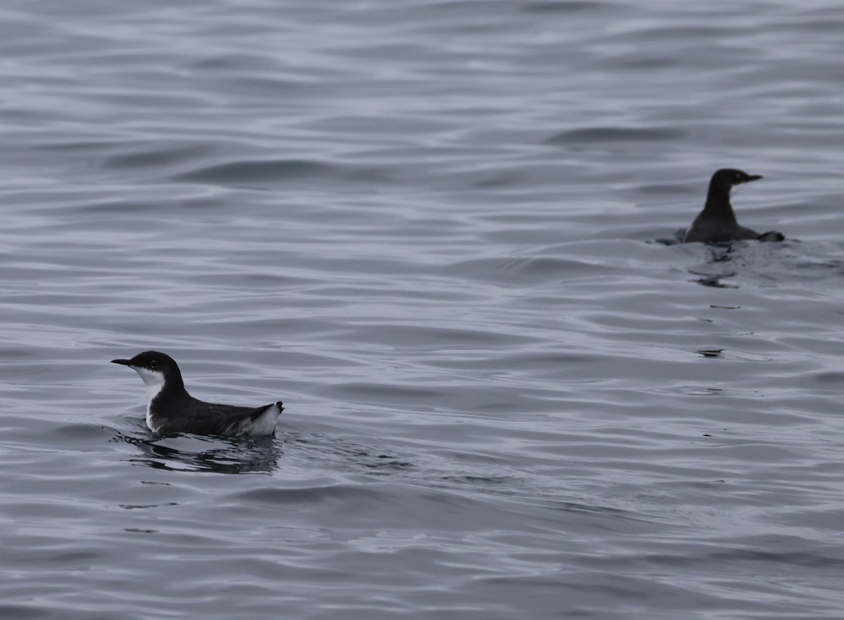 Craveri's Murrelet - ML642200042