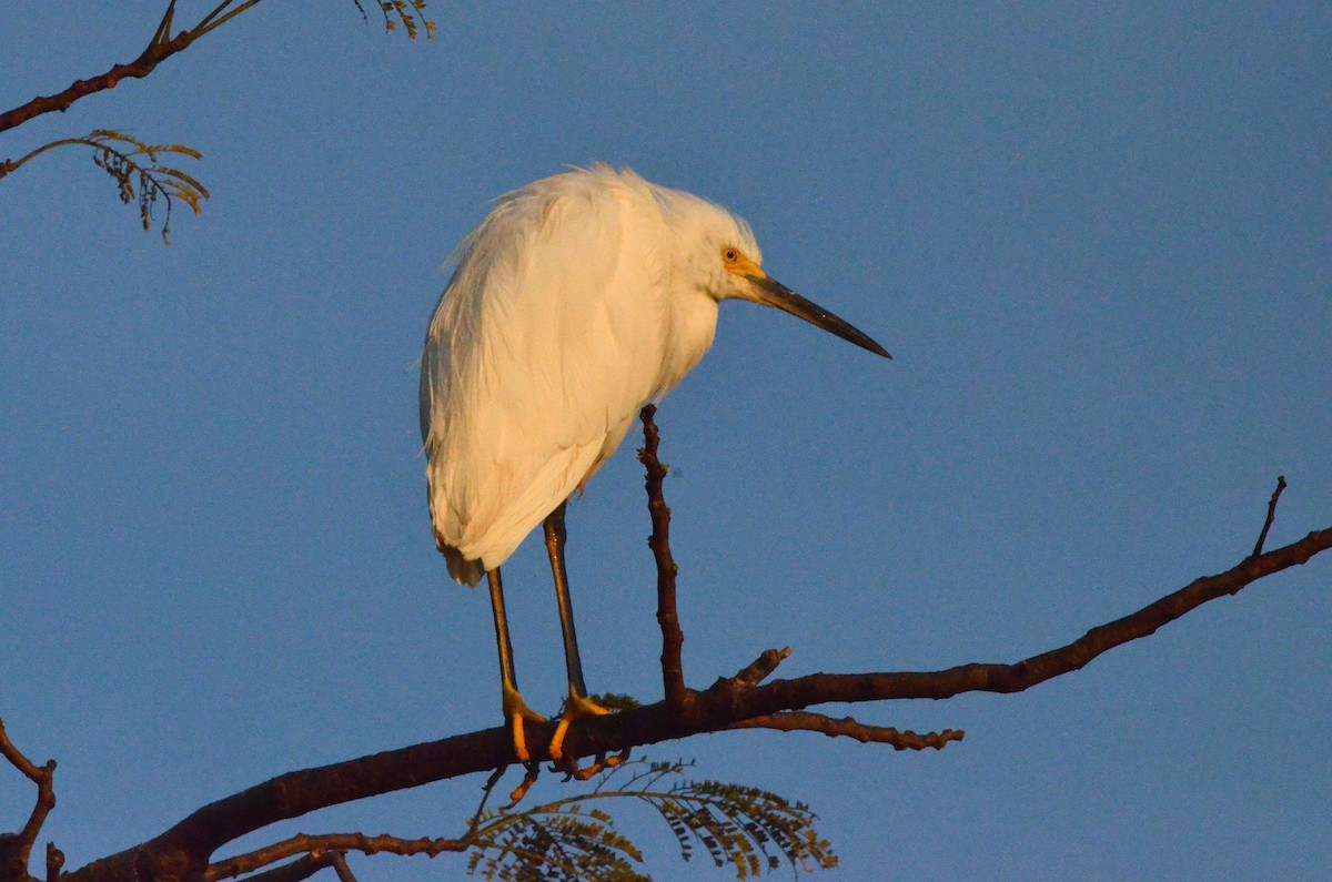 Snowy Egret - ML642200043
