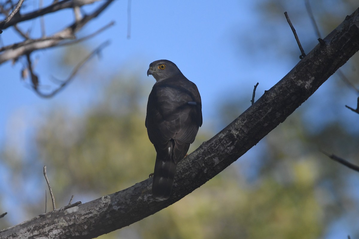 African Goshawk - ML642200044
