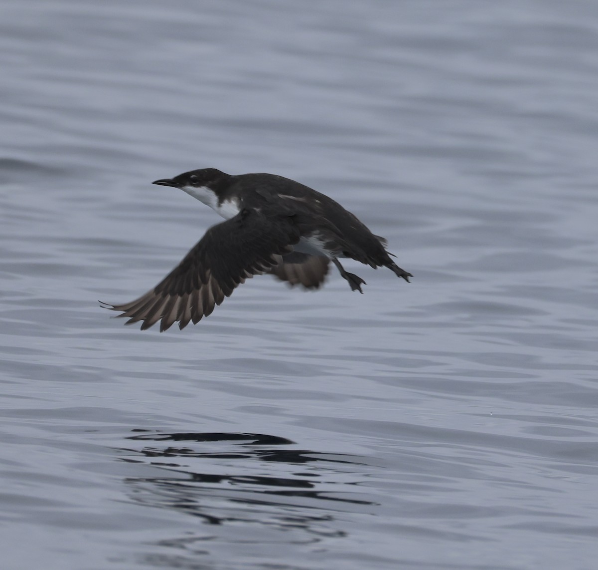 Craveri's Murrelet - ML642200045