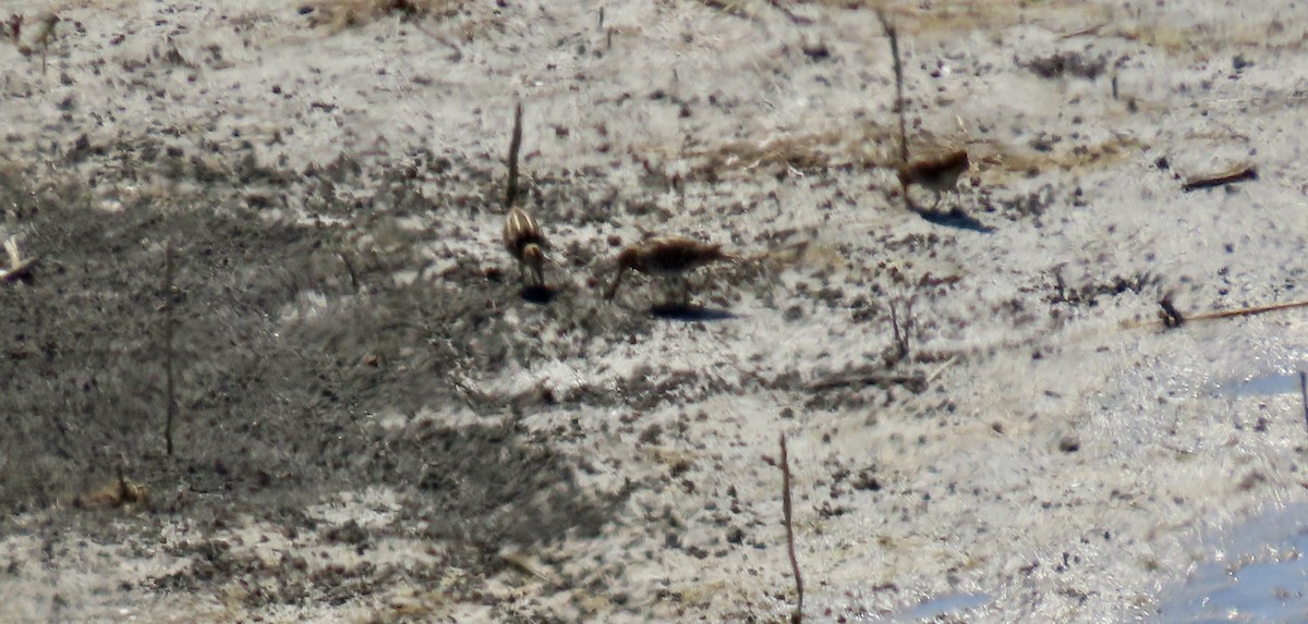 Wilson's Snipe - ML642200048