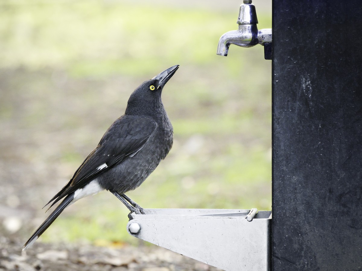 Pied Currawong - ML642200050