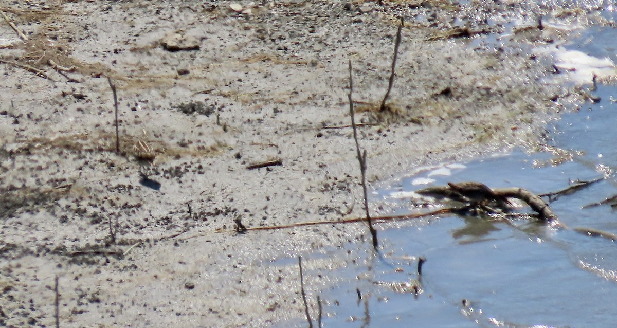 Wilson's Snipe - ML642200051