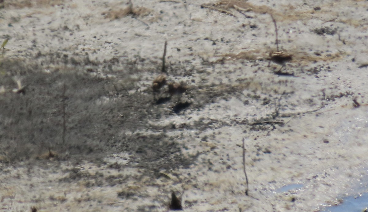 Wilson's Snipe - ML642200052