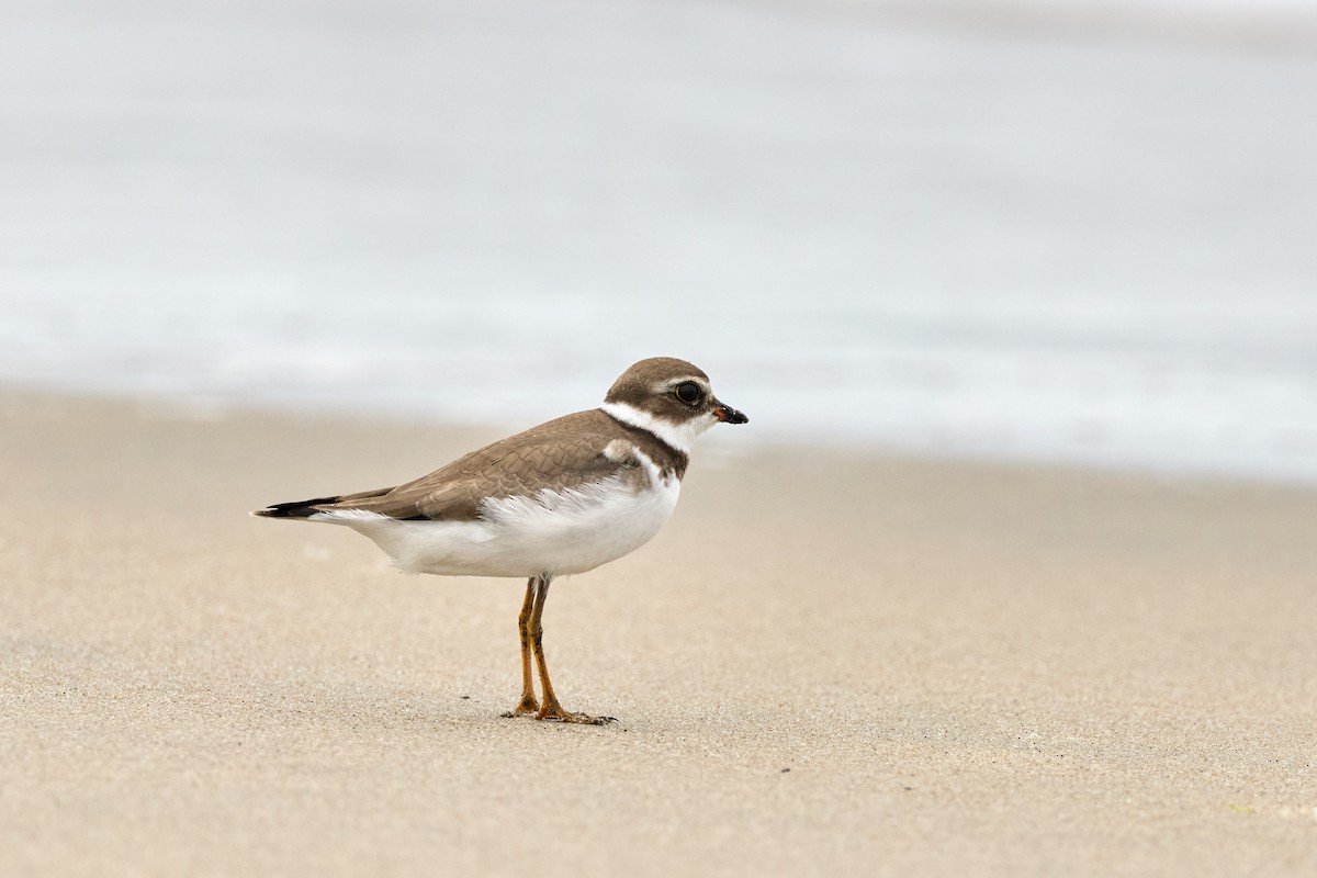 Semipalmated Plover - ML642200053