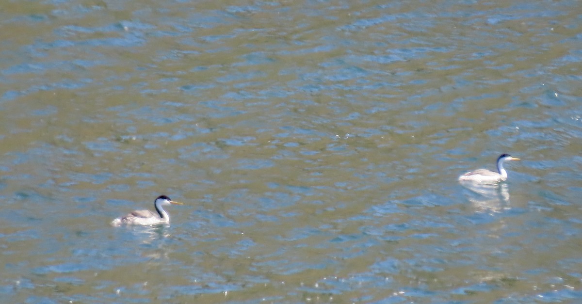 Clark's Grebe - ML642200057