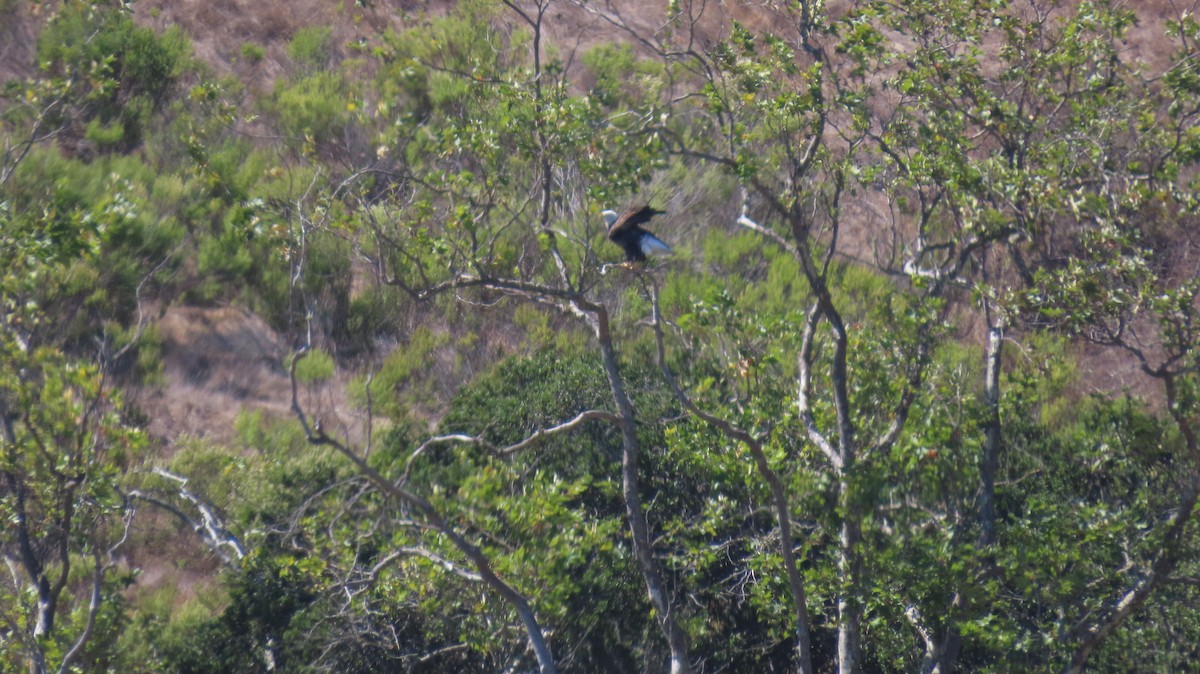 Bald Eagle - ML642200066