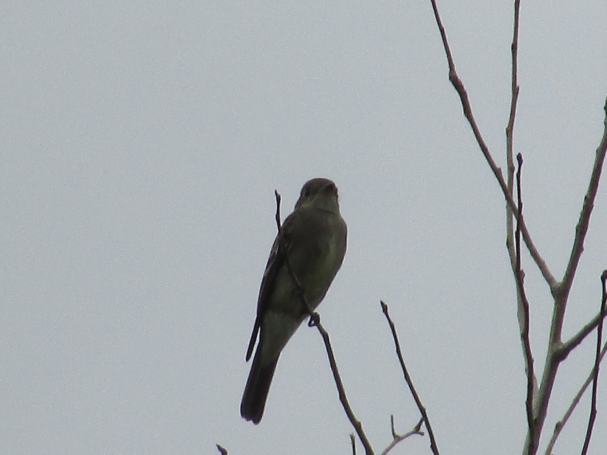 new world flycatcher sp. - ML642200101