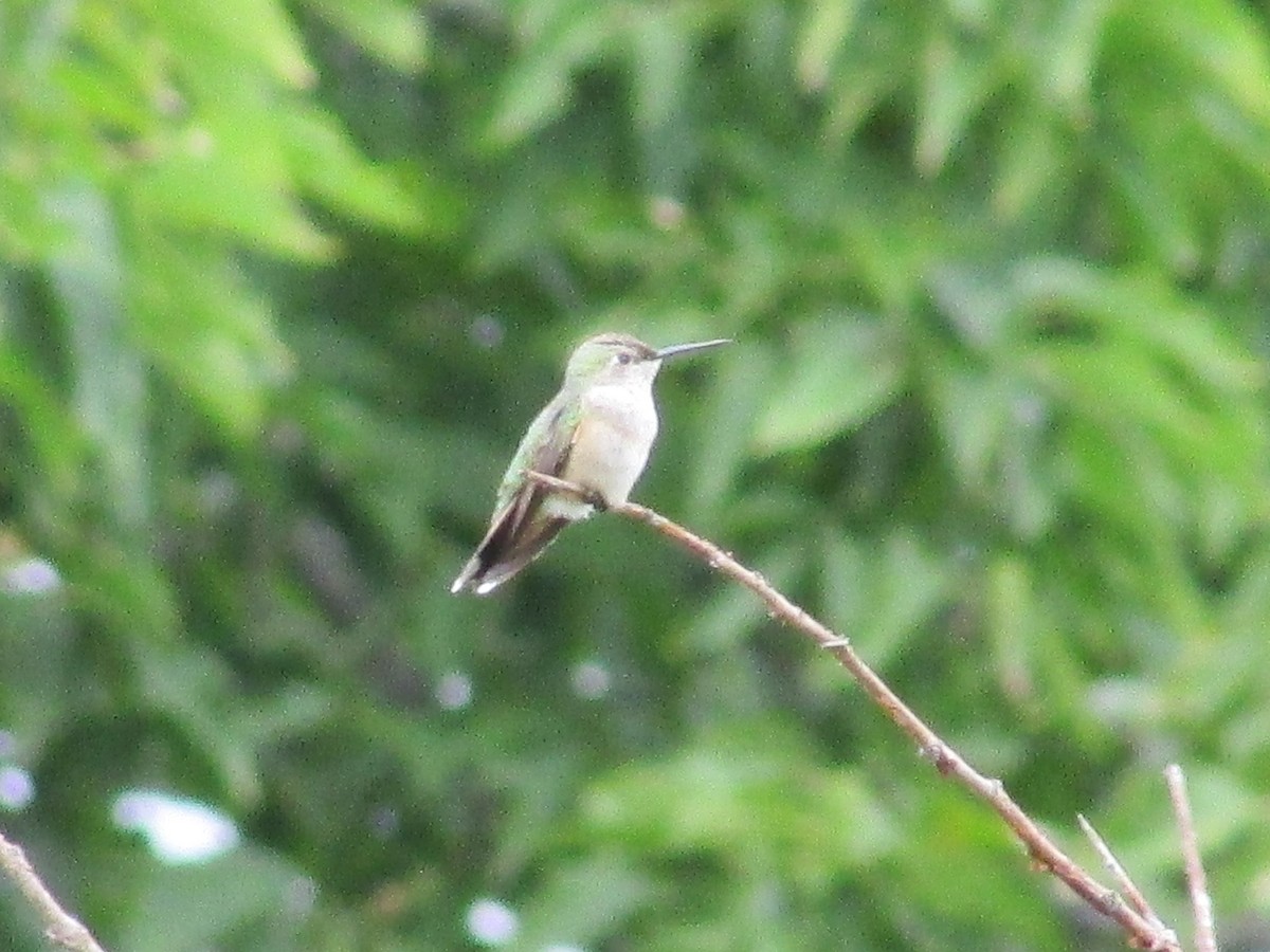 Broad-tailed Hummingbird - ML642200117