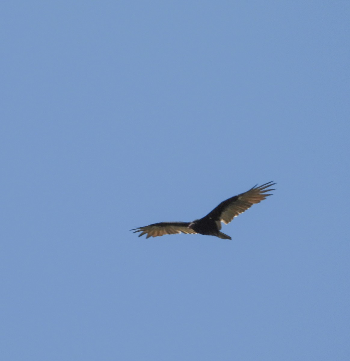 Turkey Vulture - ML642200123