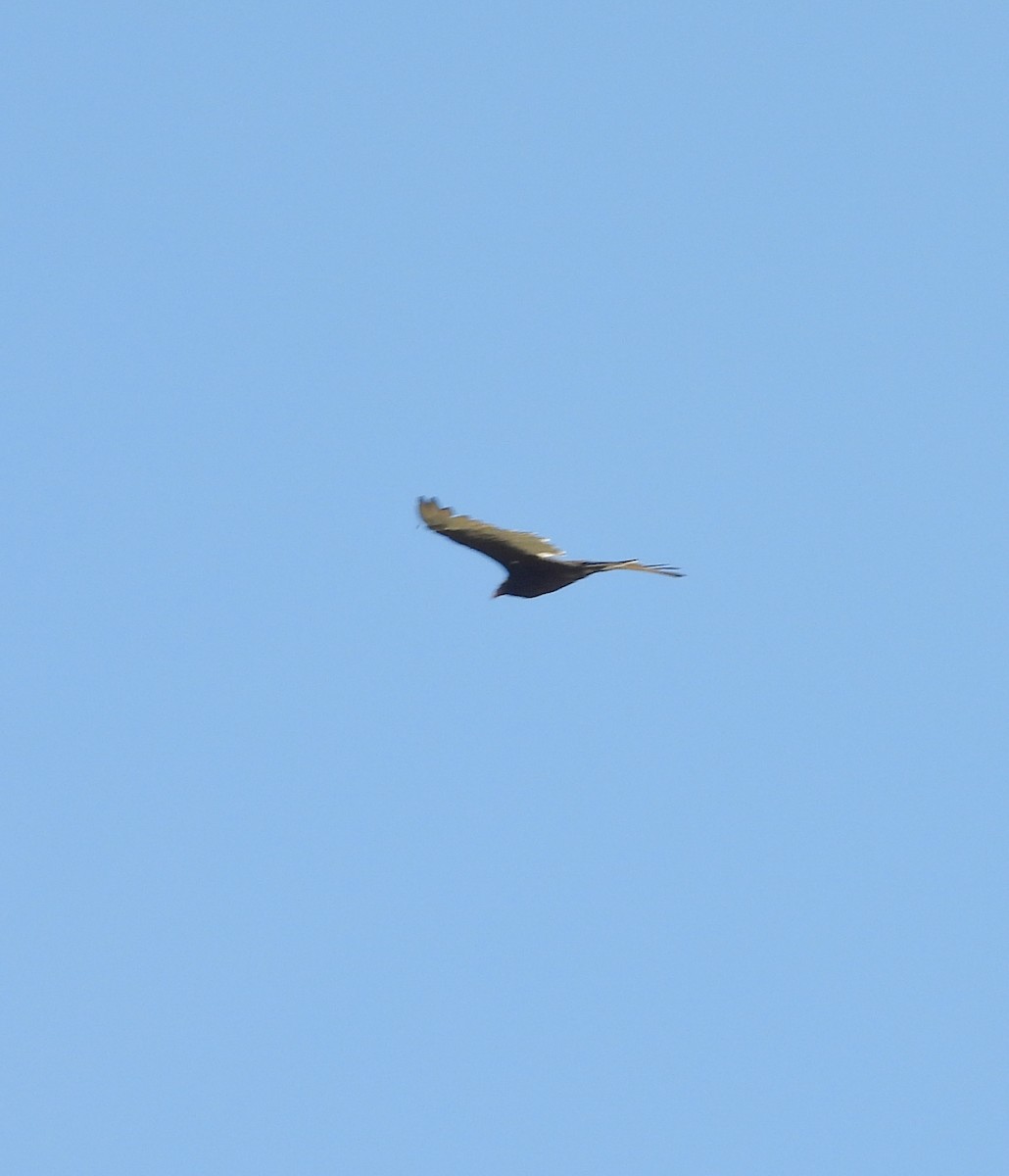 Turkey Vulture - ML642200124