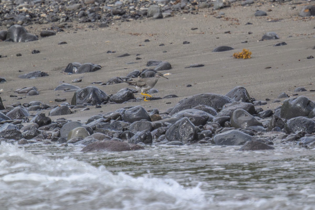 Wandering Tattler - ML642200126