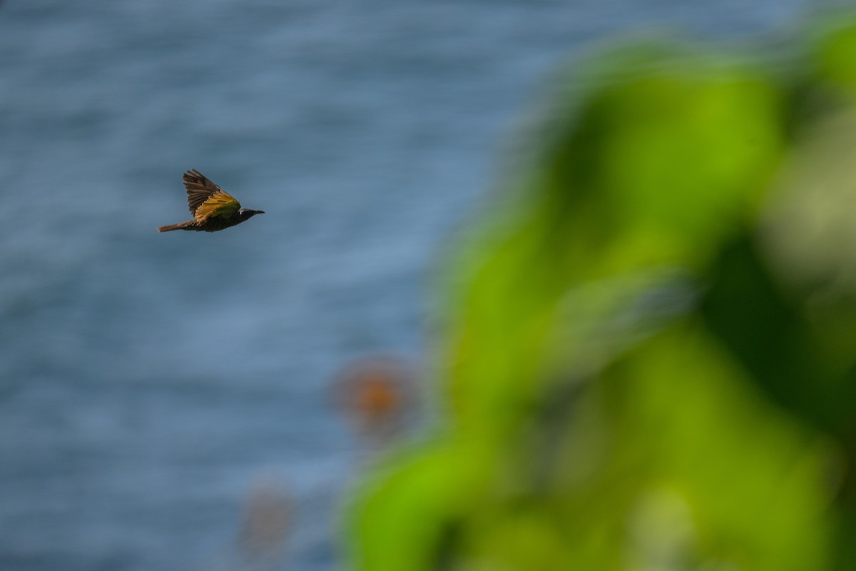 Samoan Starling - ML642200146