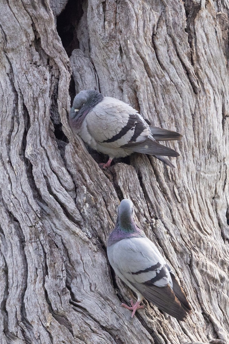 Rock Pigeon (Feral Pigeon) - ML642200147