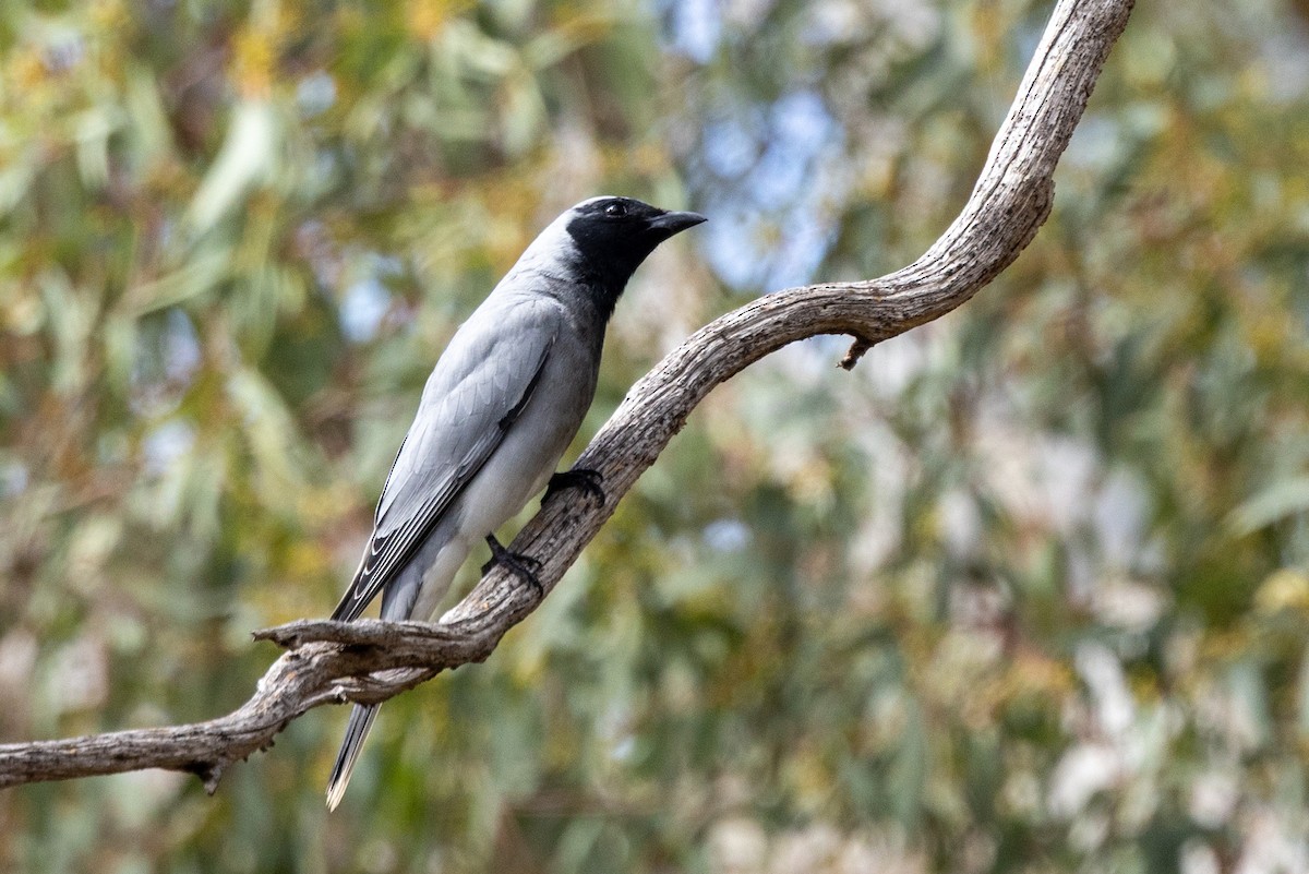 Black-faced Cuckooshrike - ML642200180