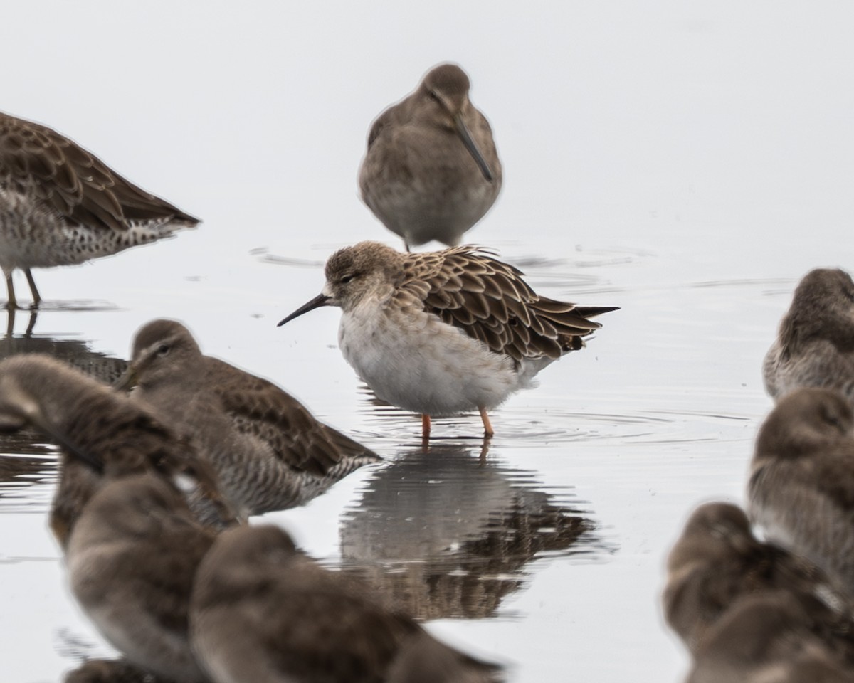 エリマキシギ - ML642200195