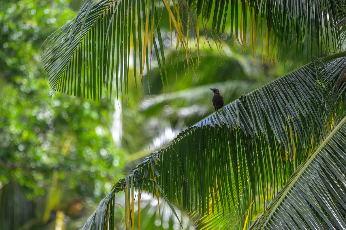 Samoan Starling - ML642200200