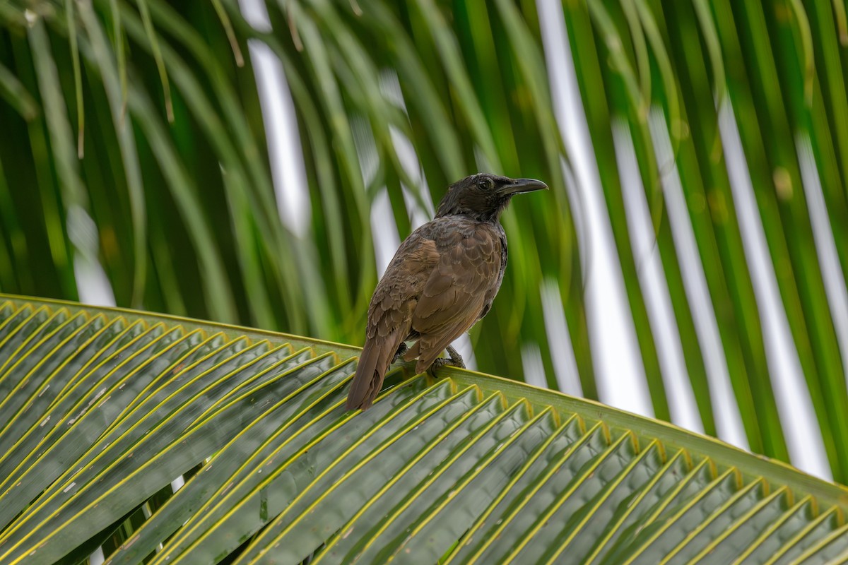 Samoan Starling - ML642200201