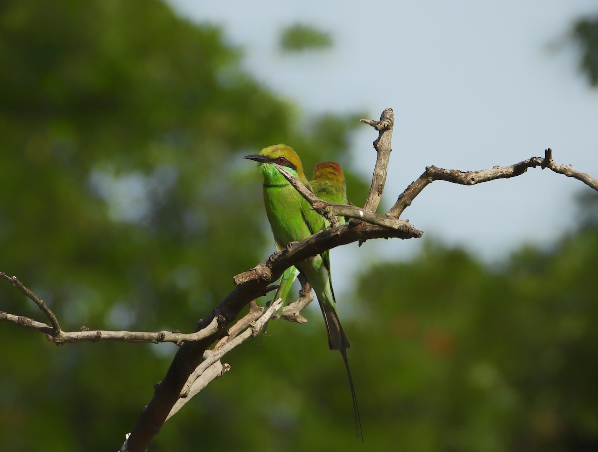 Asian Green Bee-eater - ML642200202