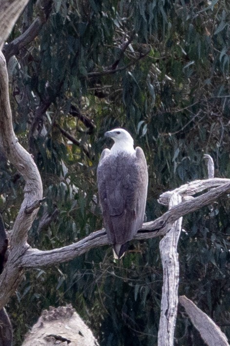 White-bellied Sea-Eagle - ML642200203