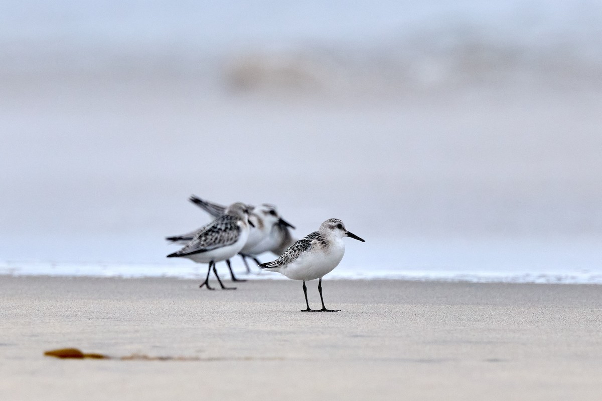 Sanderling - ML642200210