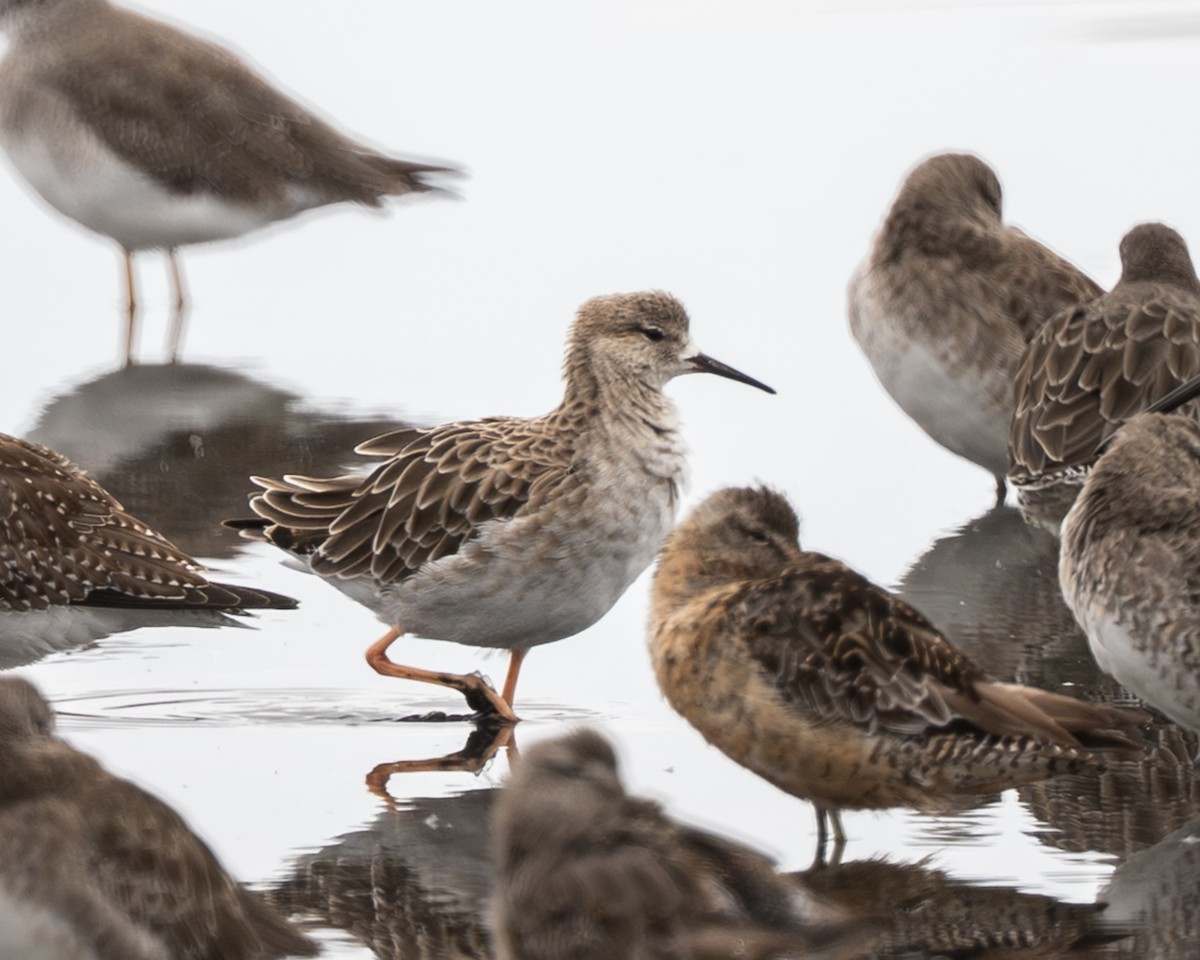 エリマキシギ - ML642200216