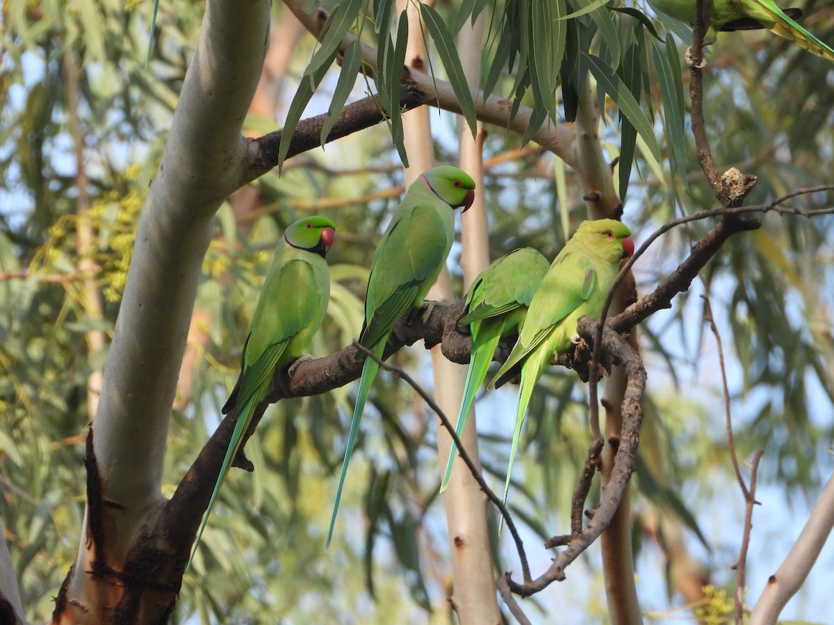 Rose-ringed Parakeet - ML642200218