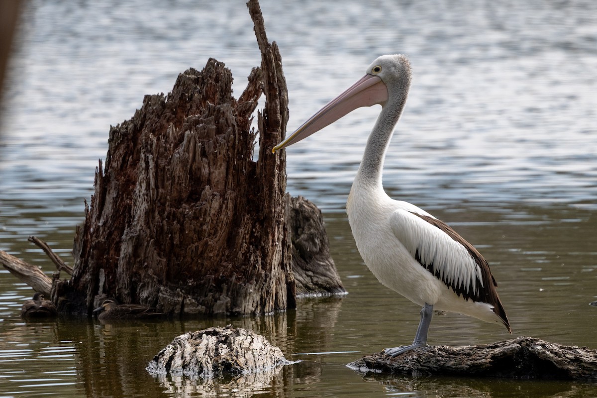 Australian Pelican - ML642200243