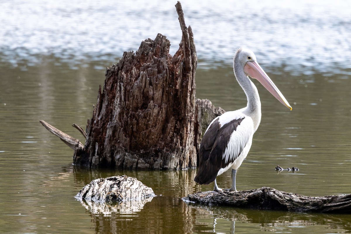 Australian Pelican - ML642200244