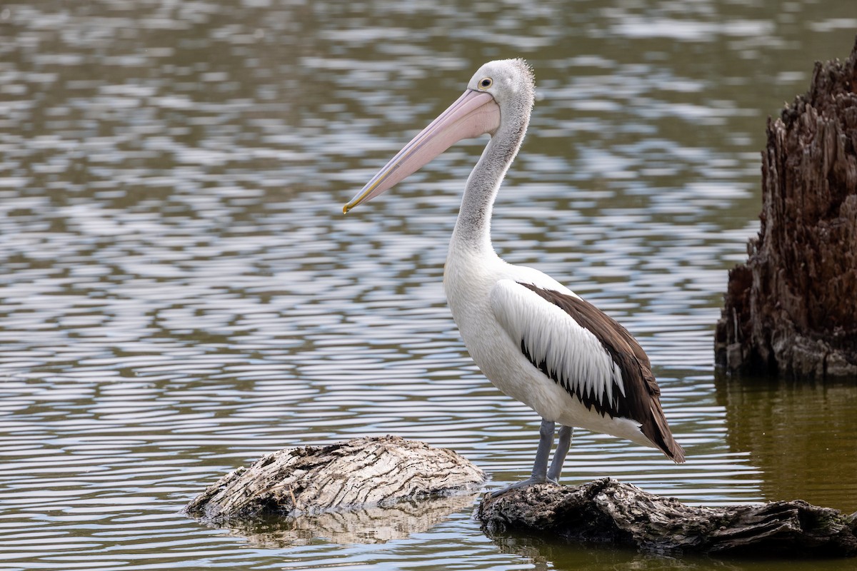 Australian Pelican - ML642200245